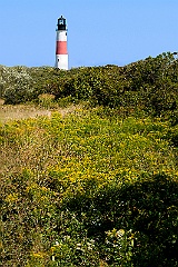 Wildflowers Around Sankaty Head Light on Nantucket Island